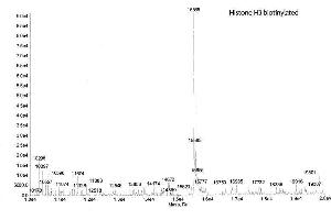 Mass Spectrometry (MS) image for Histone H3.2 (biotinylated), (full length), (N-Term), (truncated) protein (ABIN2669559) (Histone H3.2 (biotinylated), (full length), (N-Term), (truncated) 蛋白)
