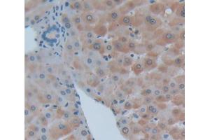 Used in DAB staining on fromalin fixed paraffin- embedded Kidney tissue (LAMB2 抗体  (AA 1178-1311))