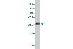 Western Blot detection against Immunogen (35. (MPG 抗体  (AA 1-90))