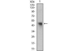 Western blot analysis using NAPSA mouse mAb against rat liver tissue lysate. (NAPSA 抗体  (AA 20-158))