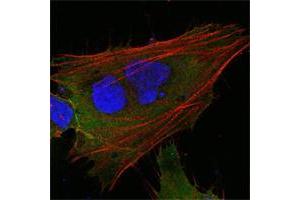 Confocal immunofluorescence analysis of HepG2 cells using MCL1 mouse mAb (green). (MCL-1 抗体)
