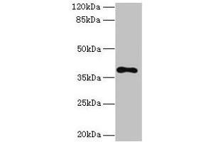 Western blot All lanes: TMEM59L antibody at 3 μg/mL + 293T whole cell lysate Secondary Goat polyclonal to rabbit IgG at 1/10000 dilution Predicted band size: 38 kDa Observed band size: 38 kDa (TMEM59L 抗体  (AA 27-267))