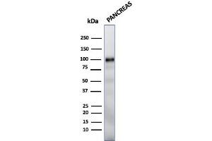 Western Blot Analysis of human Pancreas tissue lysate using GP2 Mouse Monoclonal Antibody (GP2/1712). (GP2 抗体  (AA 35-179))