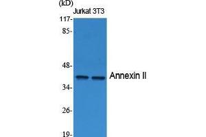Western Blot (WB) analysis of specific cells using Annexin II Polyclonal Antibody. (Annexin A2 抗体  (Internal Region))