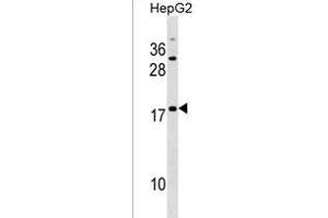 SNXE Antibody (Center) (ABIN1538385 and ABIN2838120) western blot analysis in HepG2 cell line lysates (35 μg/lane). (SPANXE 抗体  (AA 39-65))