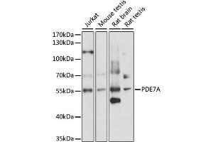 Western blot analysis of extracts of various cell lines, using PDE7A antibody (ABIN7269305) at 1:1000 dilution. (PDE7A 抗体  (AA 345-456))