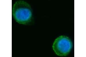 IF analysis of Septin 2/SEPTIN2 using anti-Septin 2/SEPTIN2 antibody (ABIN7599275). (Septin 2 抗体  (AA 1-326))