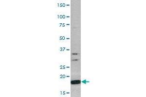Western Blot (Cell lysate) analysis of CEM cell lysate with Histone H3 (phospho S10) polyclonal antibody . (Histone H3.3 抗体  (pSer10))