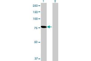 Western Blot analysis of PGM2L1 expression in transfected 293T cell line by PGM2L1 MaxPab polyclonal antibody. (PGM2L1 抗体  (AA 1-622))