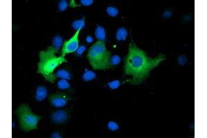 Anti-SMS mouse monoclonal antibody (ABIN2454717) immunofluorescent staining of COS7 cells transiently transfected by pCMV6-ENTRY SMS (RC200619). (SMS 抗体)