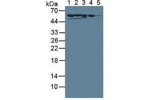 Western Blotting (WB) image for Serpin Family C Member 1 (SERPINC1) ELISA Kit (ABIN6574304)