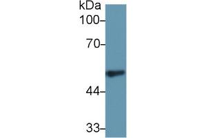 Western Blot; Sample: Rat Spleen lysate; Primary Ab: 1µg/ml Rabbit Anti-Rat FGg Antibody Second Ab: 0. (FGG 抗体  (AA 170-429))