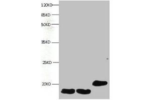All lanes: Mouse anti- Human Fatty acid-binding protein monoclonal antibody at 1 μg/mL Lane 1:mouse heart muscle lysate Lane 2:rat heart muscle lysate Lane 3:FABP3 transfected SF9 cell lysate Predicted band size : 15kd Observed band size : 15kd (FABP3 抗体)
