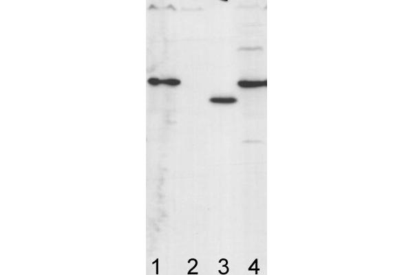 ATP Synthase Subunit gamma (AtpC) 抗体