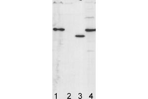 Image no. 1 for anti-ATP Synthase Subunit gamma (AtpC) antibody (ABIN334563) (ATP Synthase Subunit gamma (AtpC) 抗体)