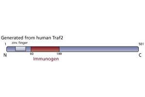 Image no. 2 for anti-TNF Receptor-Associated Factor 2 (TRAF2) (AA 93-199) antibody (ABIN967631)