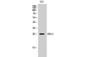 Western Blotting (WB) image for anti-Killer Cell Lectin-Like Receptor Subfamily K, Member 1 (KLRK1) (Internal Region) antibody (ABIN3183762) (KLRK1 抗体  (Internal Region))