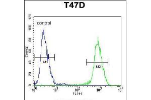 Flow cytometric analysis of T47D cells (right histogram) compared to a negative control cell (left histogram). (ARHGAP19 抗体  (AA 195-224))