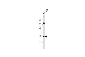 Anti-ATP5JL Antibody at 1:1000 dilution + HL-60 whole cell lysates Lysates/proteins at 20 μg per lane. (ATP5J2 抗体)
