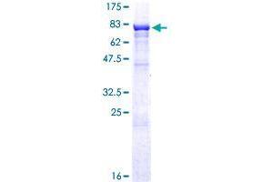 ZKSCAN3 Protein (AA 1-538) (GST tag)