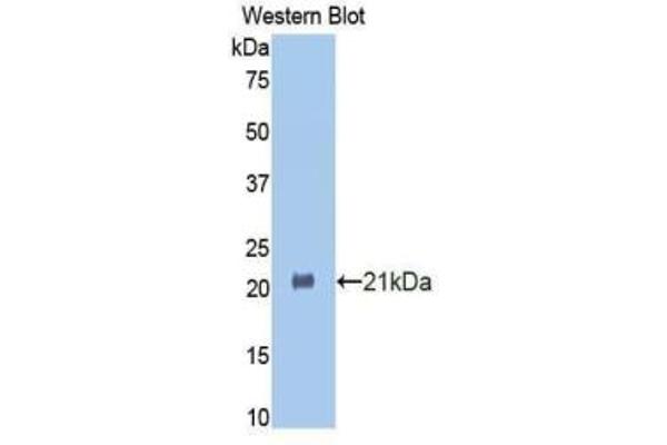 HSPBP1 anticorps  (AA 209-354)