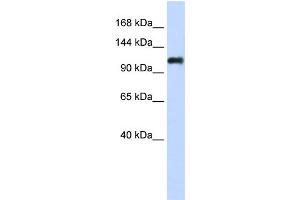 WB Suggested Anti-NID2 Antibody Titration:  0. (NID2 抗体  (Middle Region))