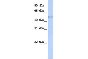 WB Suggested Anti-IRF4 Antibody Titration:  0.