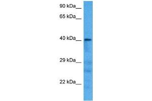 Host:  Mouse  Target Name:  AGER  Sample Tissue:  Mouse Pancreas  Antibody Dilution:  1ug/ml (RAGE 抗体  (N-Term))