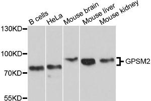 Western blot analysis of extracts of various cell lines, using GPSM2 antibody (ABIN5997836) at 1/1000 dilution. (GPSM2 抗体)