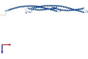 TEKT2 Protein (AA 1-430) (His tag)
