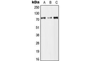 Western blot analysis of DYNC1I2 expression in HEK293T (A), Raw264.