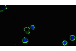 Immunofluorescence (IF) image for anti-Solute Carrier Family 2 (Facilitated Glucose Transporter), Member 2 (SLC2A2) (AA 67-174) antibody (ABIN7170115)