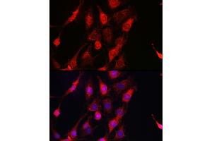 Immunofluorescence (IF) image for anti-V-Erb-A erythroblastic Leukemia Viral Oncogene Homolog 4 (Avian) (ERBB4) (AA 26-160) antibody (ABIN6140257)