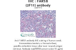Image no. 2 for anti-Phenylalanyl-tRNA Synthetase, beta Subunit (FARSB) (AA 234-342) antibody (ABIN1723557) (FARSB 抗体  (AA 234-342))