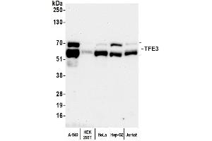 Western Blotting (WB) image for anti-Transcription Factor E3 (TFE3) (AA 500-550) antibody (ABIN7450812) (TFE3 抗体  (AA 500-550))