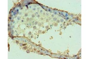 Immunohistochemistry of paraffin-embedded human testis tissue using ABIN7149982 at dilution of 1:100 (DPP7 抗体  (AA 190-410))