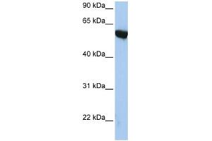 WB Suggested Anti-APBA3 Antibody Titration:  0.