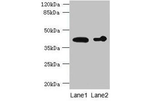 ASPHD2 antibody  (AA 80-369)