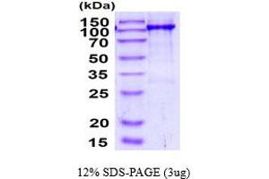 SDS-PAGE (SDS) image for Receptor Tyrosine-Protein Kinase ErbB-3 (ERBB3) (AA 20-643) protein (hIgG-His-tag) (ABIN7280992)