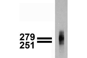 Immunoblotting: use at 1-2ug/ml. (Cav3.1 Ca2+ Channel (AA 2052-2172), (C-Term) 抗体)