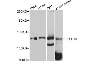 Western blot analysis of extracts of various cell lines, using POLR1B antibody (ABIN5998560) at 1:3000 dilution. (POLR1B 抗体)