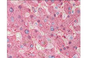 Immunohistochemistry of Goat Anti-Fibrinogen antibody. (FGA 抗体  (Biotin))