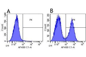 Flow-cytometry using anti-complement receptors 1 & 2 antibody 7G6   Mouse lymphocytes were stained with an isotype control (panel A) or the rabbit-chimeric version of 7G6 ( panel B) at a concentration of 1 µg/ml for 30 mins at RT. (Recombinant Complement Receptor 1 & 2 抗体)