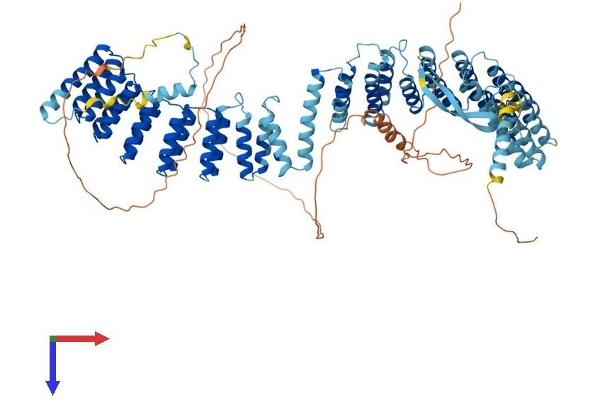CRNKL1 Protein (AA 1-848) (His tag)