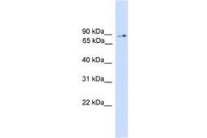 Image no. 1 for anti-Phosphoinositide-3-Kinase, Regulatory Subunit 5 (PIK3R5) (AA 471-520) antibody (ABIN6745559) (PIK3R5 抗体  (AA 471-520))