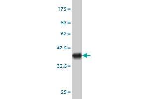 Western Blot detection against Immunogen (36. (EXOC7 抗体  (AA 586-684))