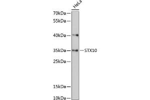 Western blot analysis of extracts of HeLa cells, using STX10 antibody (ABIN6129720, ABIN6148651, ABIN6148652 and ABIN6217958) at 1:3000 dilution. (Syntaxin 10 抗体  (AA 76-165))