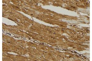 Immunohistochemistry (IHC) image for anti-Mitochondrial Ribosomal Protein L16 (MRPL16) (Internal Region) antibody (ABIN6258514)