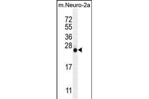 LIN28 Antibody (ABIN655496 and ABIN2845014) western blot analysis in mouse Neuro-2a cell line lysates (35 μg/lane). (LIN28A 抗体)