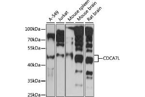 Western blot analysis of extracts of various cell lines, using CDCL antibody (ABIN7266264) at 1:1000 dilution. (CDCA7L 抗体  (AA 1-300))